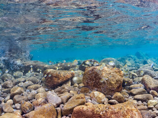 美しいオヤビッチャ（スズメダイ科）、シマハギ（ニザダイ科）他の幼魚の群れ。
英名学名：Convict surgeonfish, Acanthurus triostegus
Sergeant Major, Abudefduf vaigiensis
静岡県伊豆半島賀茂郡南伊豆町中木ヒリゾ浜2024年
