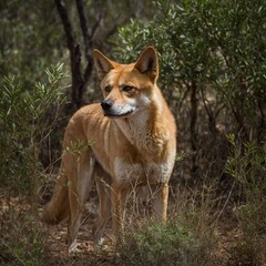 Red fox in the pine forest, Animal wildlife.beautiful red big dog on green lawn.Shiba inu puppy in the forest.