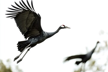 Fototapeta premium A pair of birds soaring through the air, surrounded by lush green trees