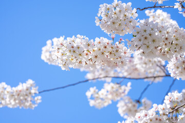 Pear blossom. Cherry tree blossom. White and pink plum tree blossoms in early spring, nature flowers background. Spring branch covered with white flowers. Blooming branch for spring design background.