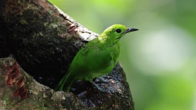 Greater Green Leafbird playing water on a tree hole