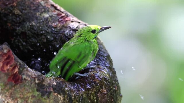 Greater Green Leafbird playing water on a tree hole