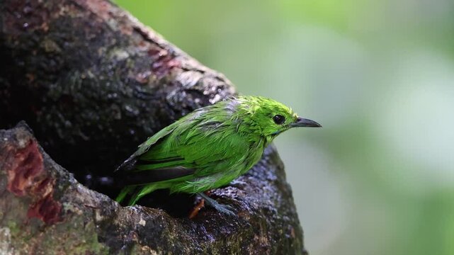 Greater Green Leafbird playing water on a tree hole