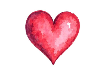 White daisy  isolated on white background