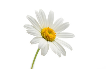 White daisy isolated on white background