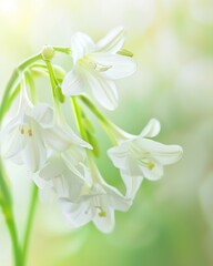 Fototapeta premium Snow-white Flowers Emphasizing Spring's Renewal Against Green Backdrop