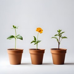 Obraz premium Three potted plants at different growth stages against a light background.