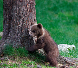 Obraz premium Brown bears playing in the forest