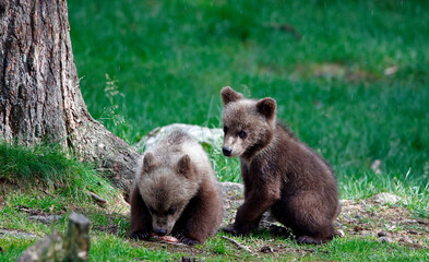 Obraz premium Brown bears playing in the forest