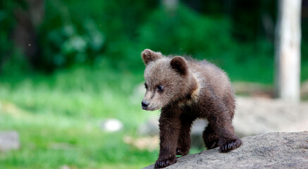 Fototapeta premium Brown bears playing in the forest