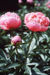 A field of pink flowers with green leaves, perfect for spring or floral backgrounds