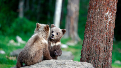 Brown bears playing in the forest