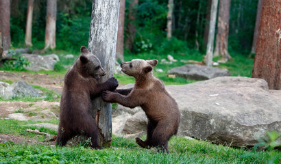Brown bears playing in the forest