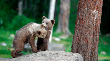 Brown bears playing in the forest