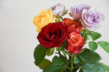 カラフルな薔薇