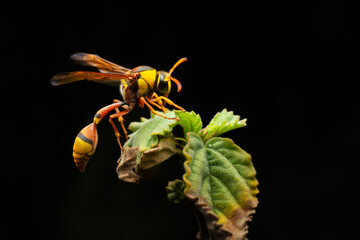 yellow and black potter wasp (Delta campaniforme) sleeping on bush plant bud at night, with solid black background