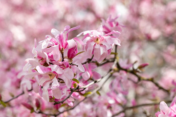 Magnolia flowers on a branch close-up