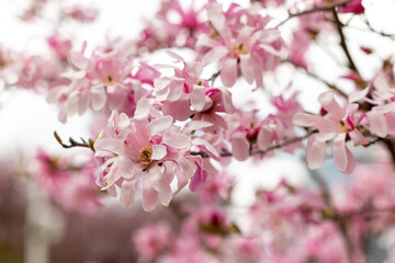 Close-up of pink magnolia flowers on branches
