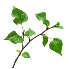 Fototapeta premium Green leaves on a branch isolated on white background with Copy Space for text placement.