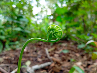 Young fern leaf buds with a spiral shape