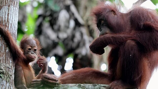 Female Bornean orangutan (orang-utan) with playing baby in her natural environment in the rainforest on Borneo, Sabah.