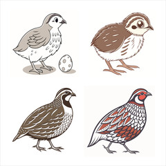 collection of quail birds