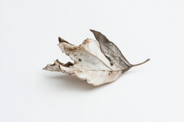 Fototapeta premium A single dried leaf lies flat on a white surface