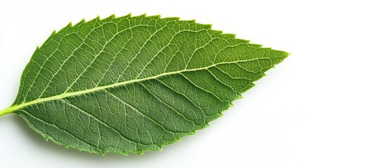 Obraz premium Close-up of a single green leaf with detailed veins and texture on a white background with Copy Space for text placement.