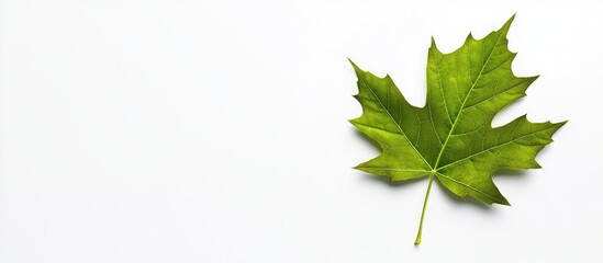 Green maple leaf on white background with ample copy space for text placement