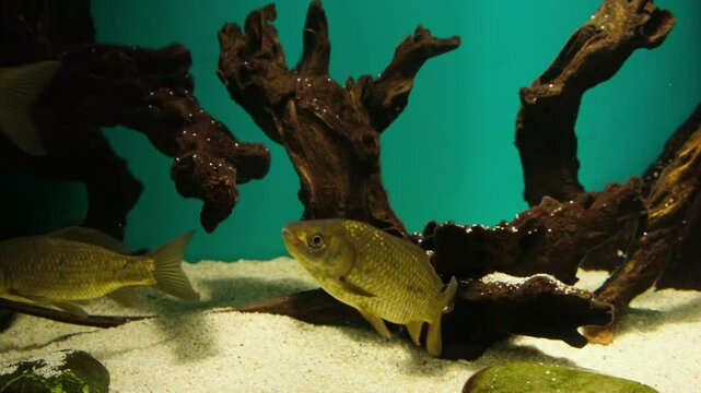 River fish swimming in the aquarium - crucian carp carassius carassius and ide leuciscus idus