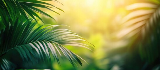 Lush tropical foliage with sunlight filtering through leaves creating a warm atmosphere and ample copy space for text placement