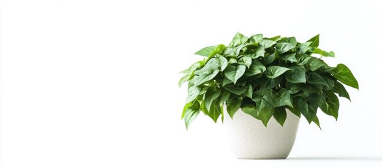 Obraz premium Potted green plant with vibrant leaves in a white ceramic pot on a clean background with ample copy space