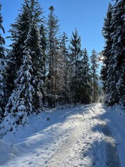 Winter landscape with snow