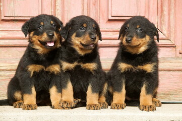 Chiots beauceron assis