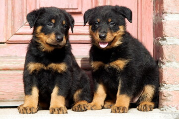 Chiots beauceron assis