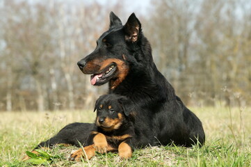Femelle et chiot beauceron couchés