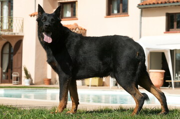 Beauceron debout devant une maison