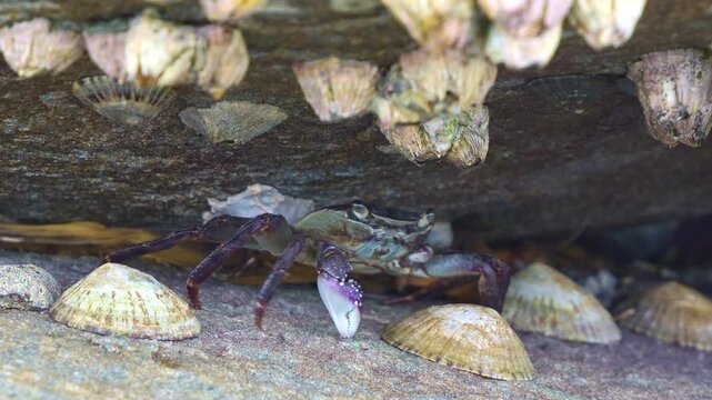 A vibrant purple rocky crab, leptograpsus variegatus shelters beneath a rocky overhang, surrounded by limpets and barnacles in a dynamic intertidal ecosystem, close up shot.