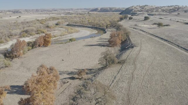 4K flight over cattle grazing along the bank of the Salinas River outside Bradley California.