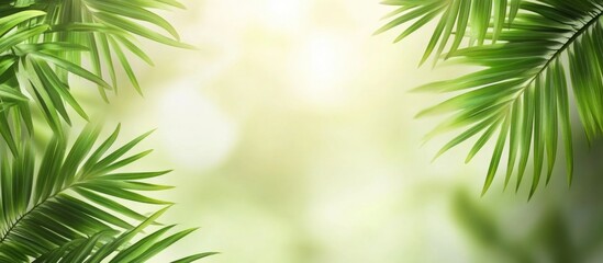 Obraz premium Lush green tropical palm leaves framing a soft blurred background with ample copy space for text or design elements