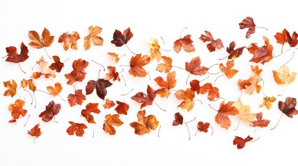 Dried autumn leaves arranged on white background with copy space for text usage