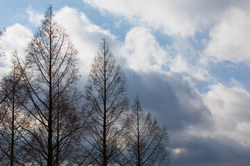 Bare winter trees and cloudy sky.