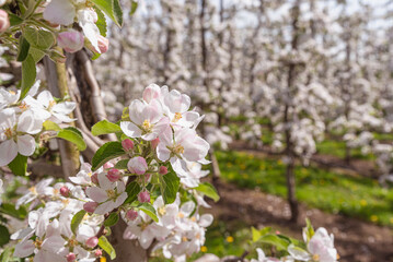 Blossoming apple trees in an orchard, close-up, Kressbronn am Bodensee, Baden-Wuerttemberg, Germany