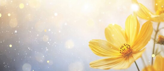 Obraz premium Yellow flower in soft focus with bokeh background and copy space for text inclusion