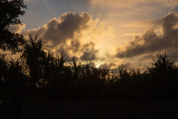 夜明けの龍郷湾とアダン