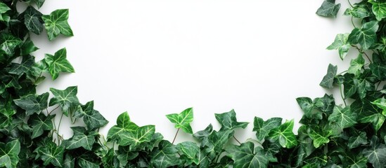 Fototapeta premium Green Ivy Leaves Border on White Background with Copy Space for Text or Graphics