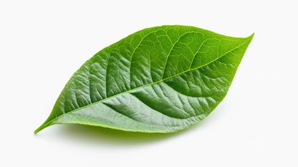 Fototapeta premium Green leaf with detailed texture on white background Copy Space