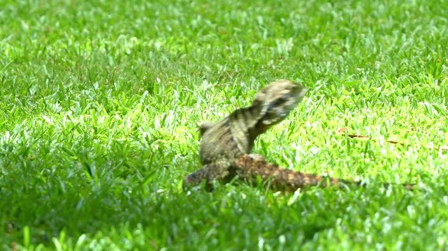 A wild Australian Water Dragon (Intellagama lesueurii) basks on a lush green lawn, bathed in warm, golden sunlight and suddenly crawl away, close up shot.