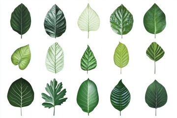 Obraz premium A selection of different leaf shapes and colors on a plain white surface