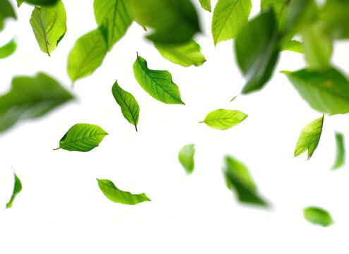 Fototapeta PNG Spring leaves backgrounds plant green.
